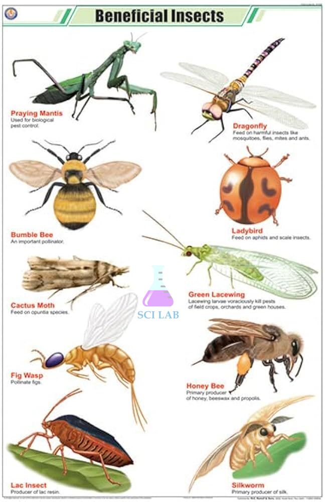 Beneficial Insect Species Chart